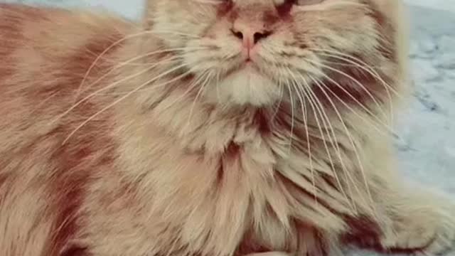 So sweet little cat