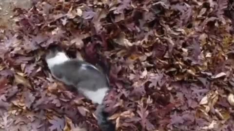 Only crazy cat funny clips # funny cat