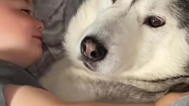 The full 4 years story of my Husky