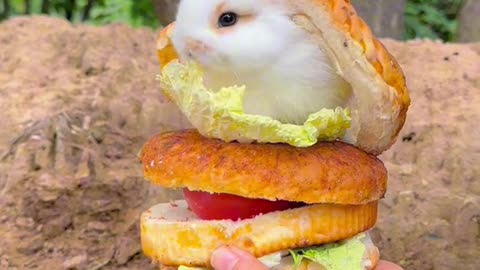 Mouse 🐁 in burger 🍔