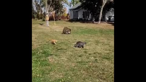 The funniest animal video