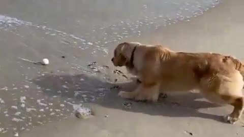 Nothing can separate him from the ball