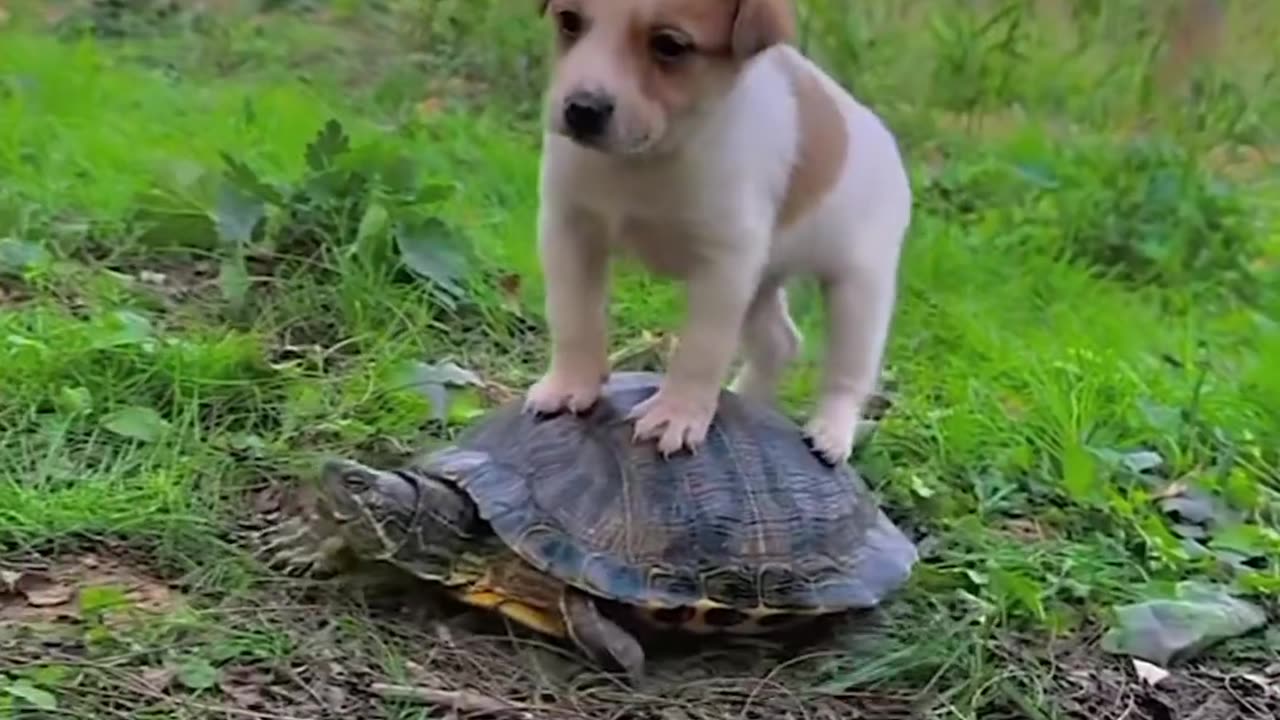 Shell & Wag: A Paw-some Friendship Journey 🐢🐾