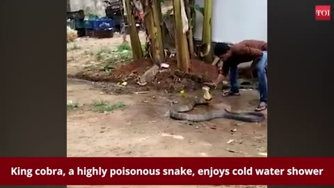 King cobra enjoys cold water shower