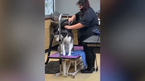 Drama Queen Pets - Cute And Funny Pets Compilation | Pets Town ...