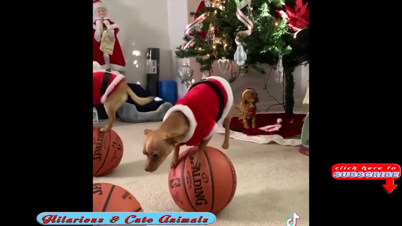 Funny Dogs and Cats Christmas Fails Dogs & Cats Destroy Christmas Trees, and the House.mp4