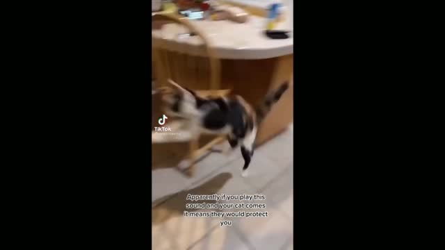 Scared Cat Runs to Sofa in Fear - Tiktok Cats (Funny Animals #378)