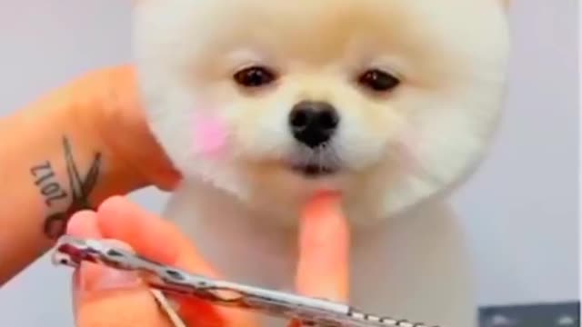 See how to shave for dogs