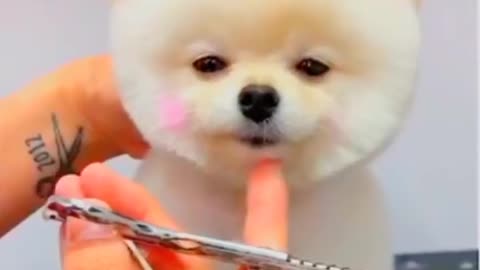 See how to shave for dogs