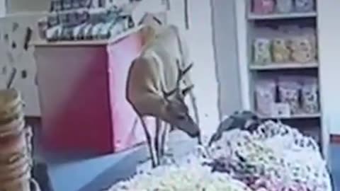 Curious deer strolls into candy store attracted by candy smell #Shorts