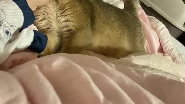 사랑하는 고양이