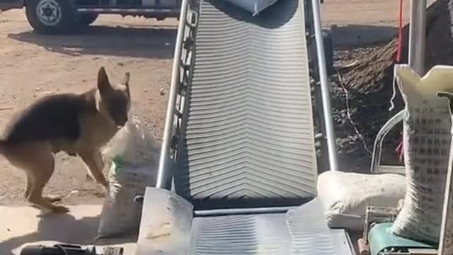 Dogs forced to open for business