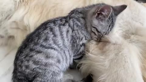 Funny Golden Retriever and Kitten