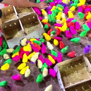 colorful chicks