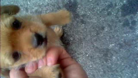 asking dogs who`s mistake lovely confession