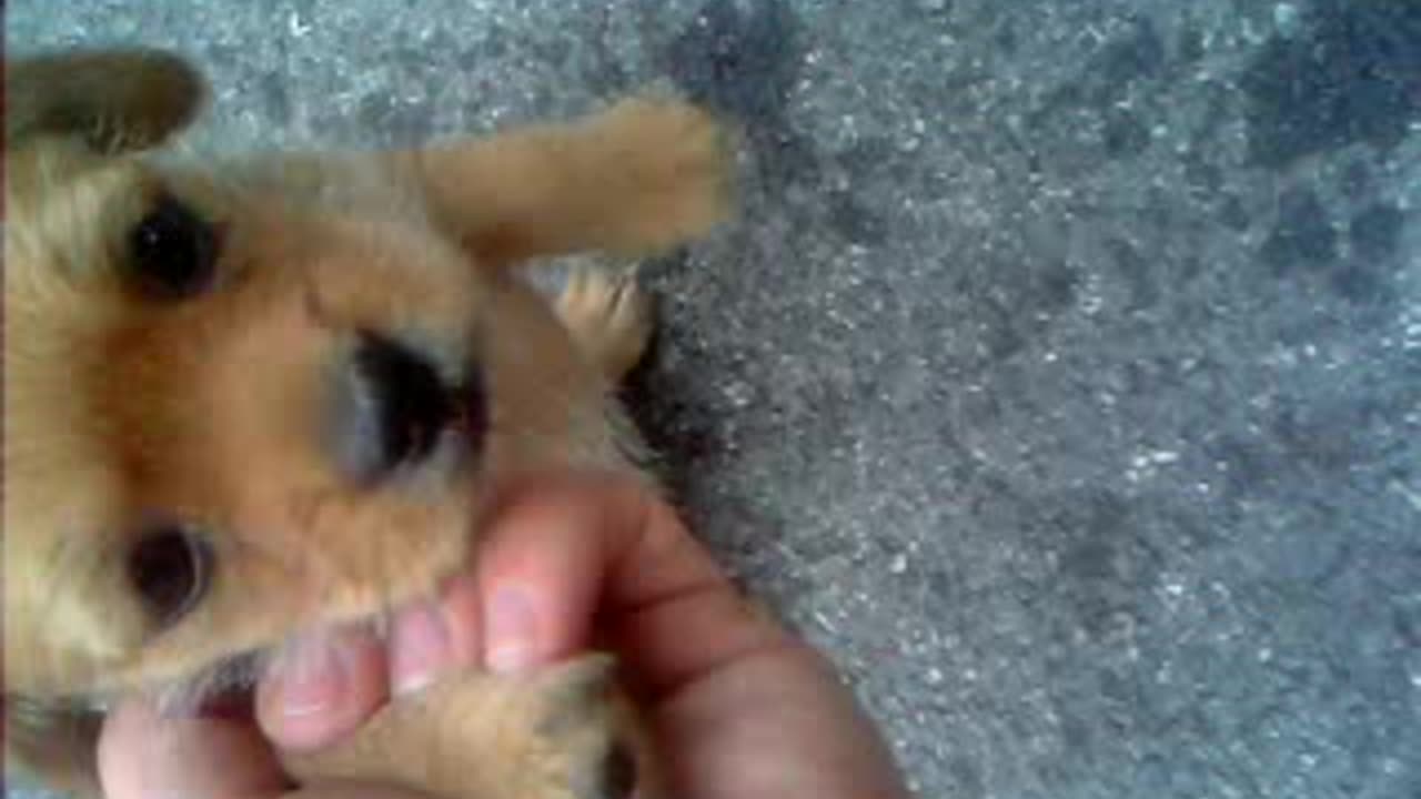asking dogs who`s mistake lovely confession
