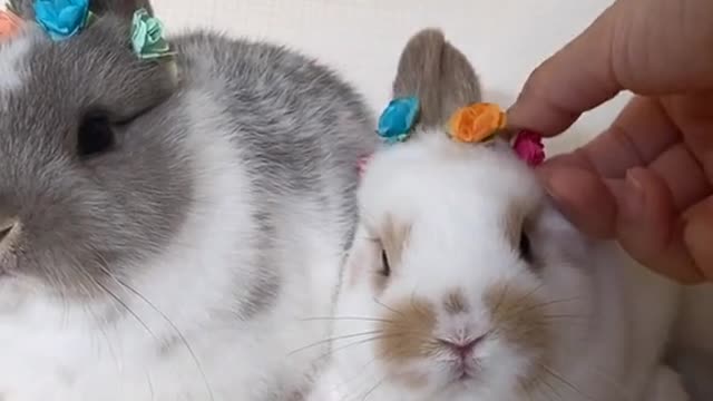 Come and have a look, this is a group of cute little animals