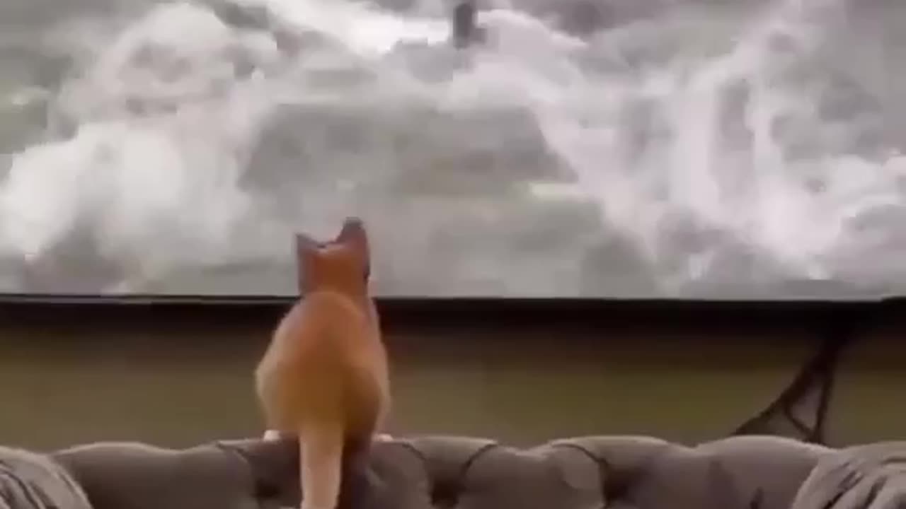 I'm gonna get me a fish!😹