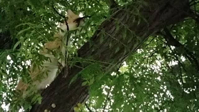 Cat Stuck In A Tree | Kingdom Of Awais