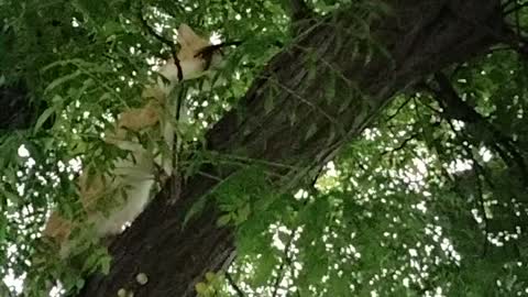 Cat Stuck In A Tree | Kingdom Of Awais