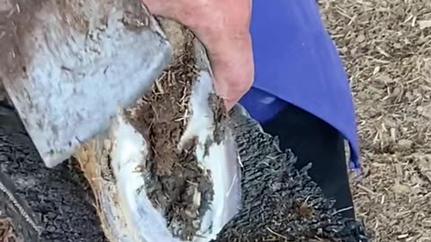 Horse hoof restoration satisfying video