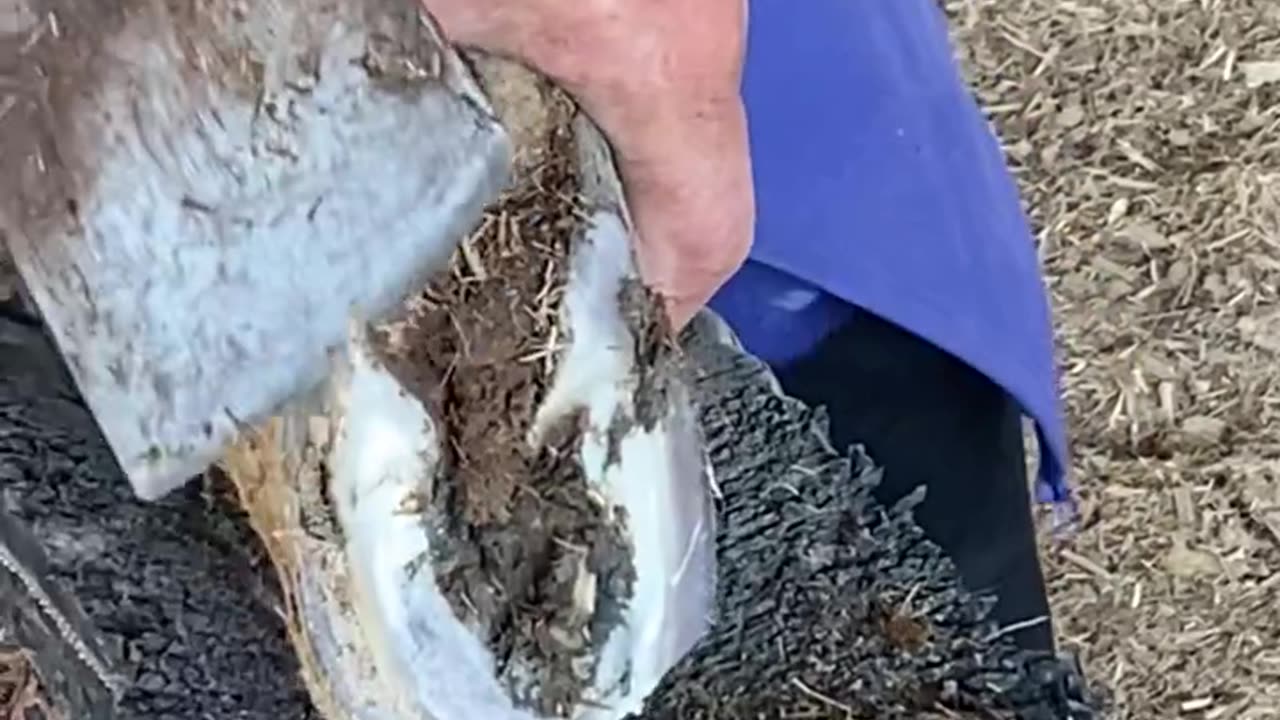 Horse hoof restoration satisfying video