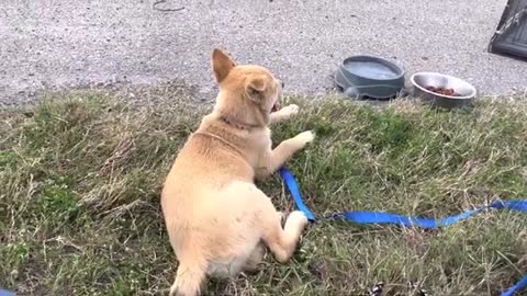 Dog sitting by the road side