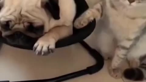 Cute baby animals 😍 cat and dog 🐕