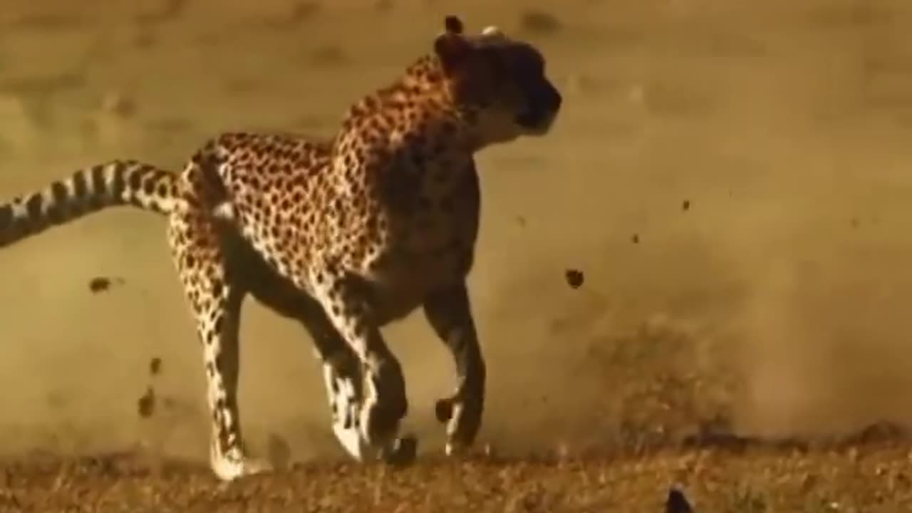 Funny Animal Video