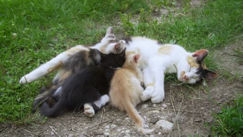 Cat nursing her little kittens