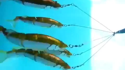 This is a beautiful and charming water-dwelling species