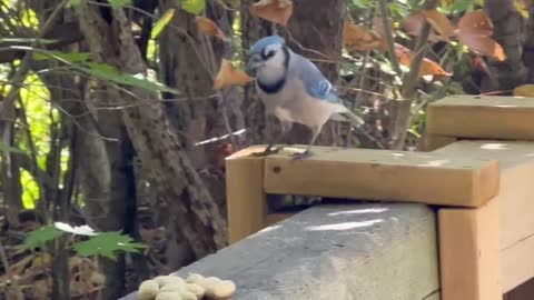 This is how quick Blue Jays move 😂