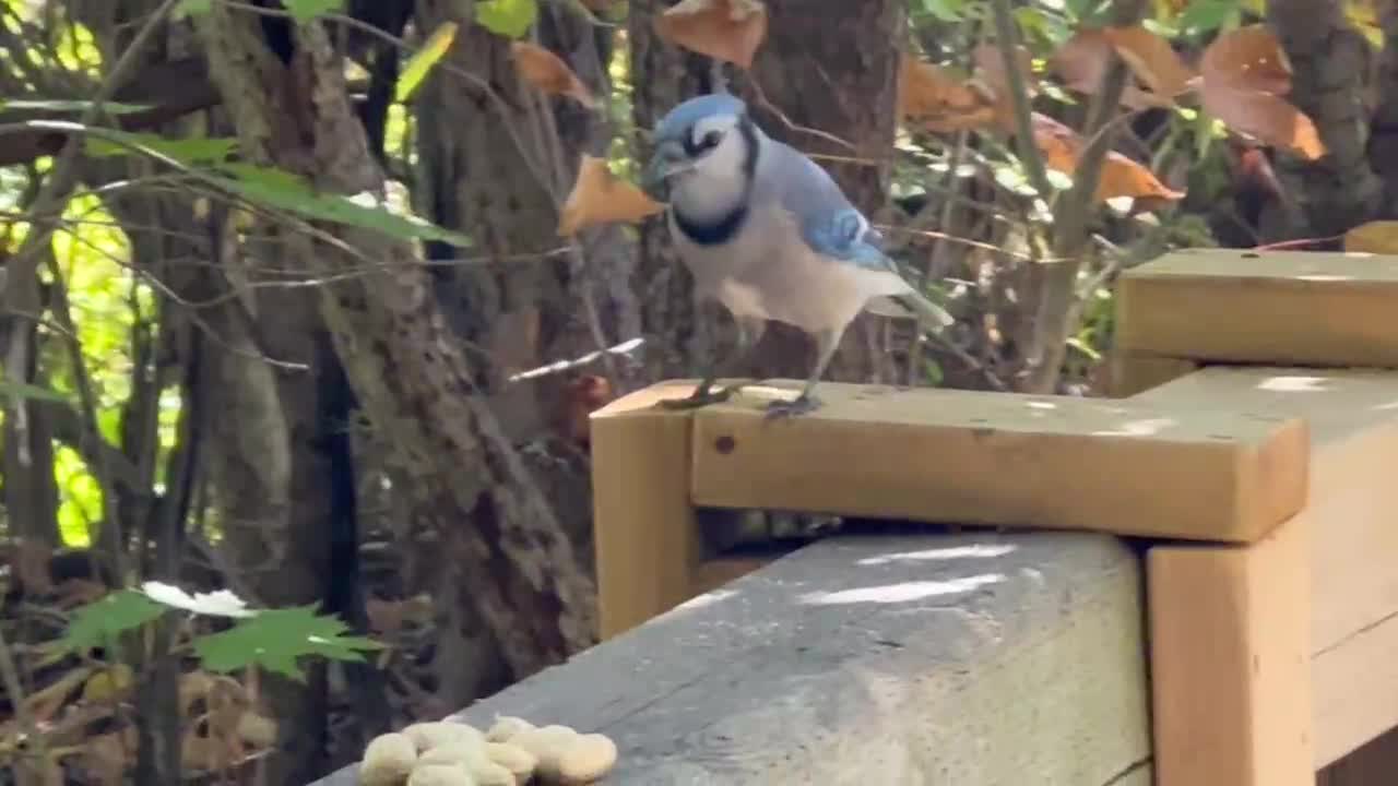 This is how quick Blue Jays move 😂