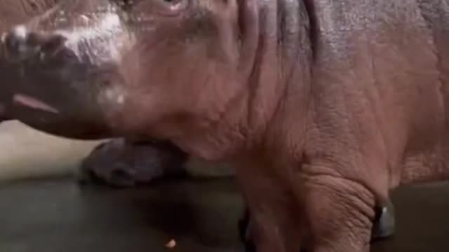Baby hippoš„°