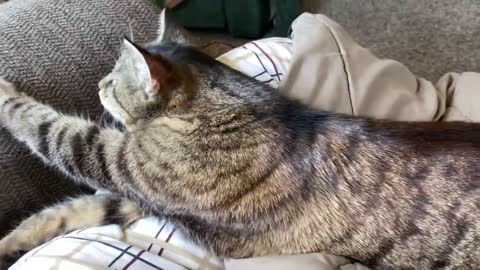 Cute Tabby Cat Purring