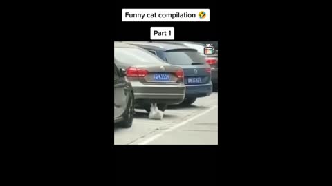 Cats Funny Videos - Cute Cats - Crazy Cats S2 S2 S2