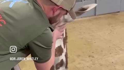 Chiropractic adjustment on giraffe mistaken for hug🦒