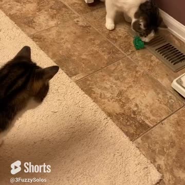 Bow thieves - If something is missing, blame the cats