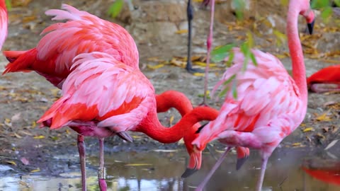 Bird videos