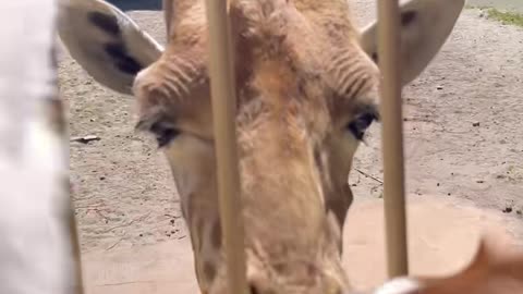 Even the giraffe