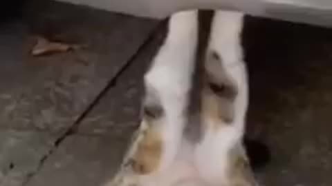 💗💜💛💚💙❤Funny animals cats and dogs videos _shorts video❤💙💚💛💜💗