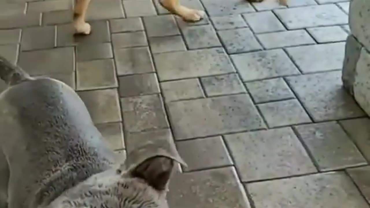 "Adorable Animal Antics: A Heartwarming Video of Cuteness Unleashed!"