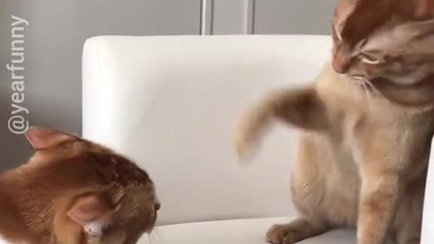 Battle of 2cats