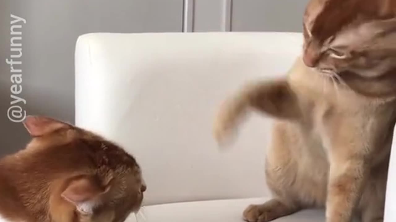 Battle of 2cats