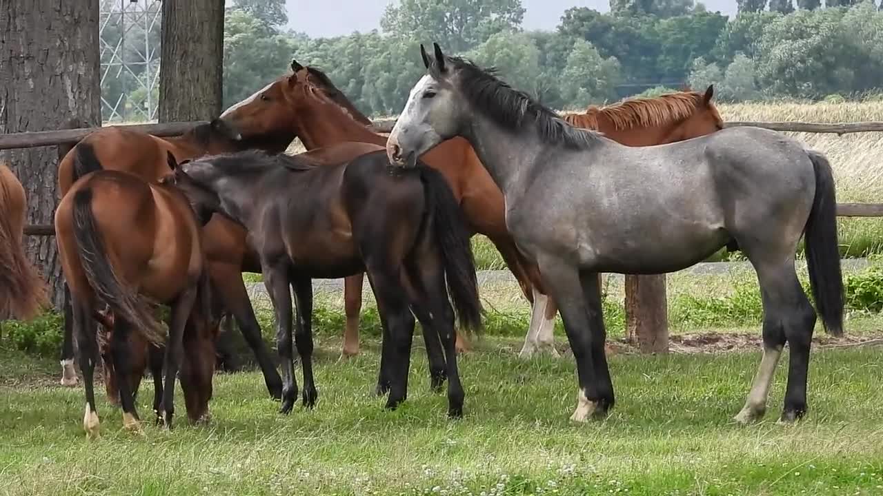 Horses Pasture Land Mare Stallion Grazing Horses