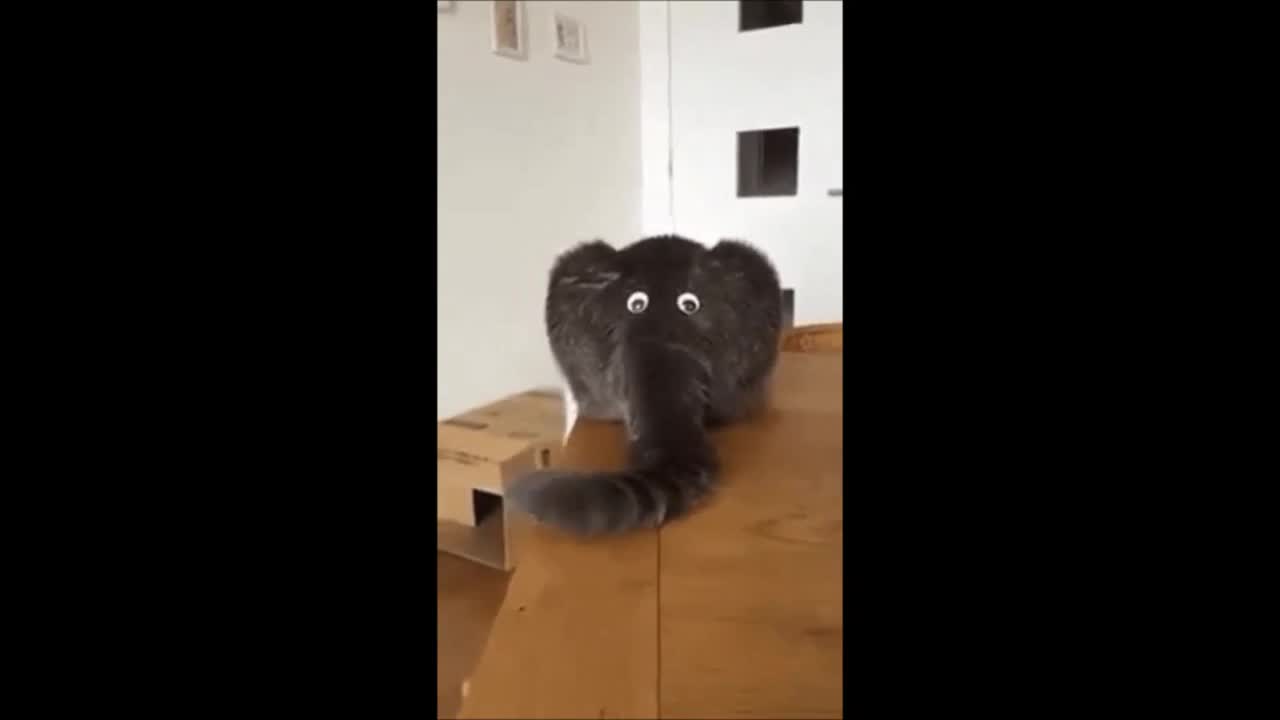 funny & Cute Animals - The FUNNIEST & CUTEST Animals EVER!