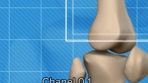 Facts about human bones