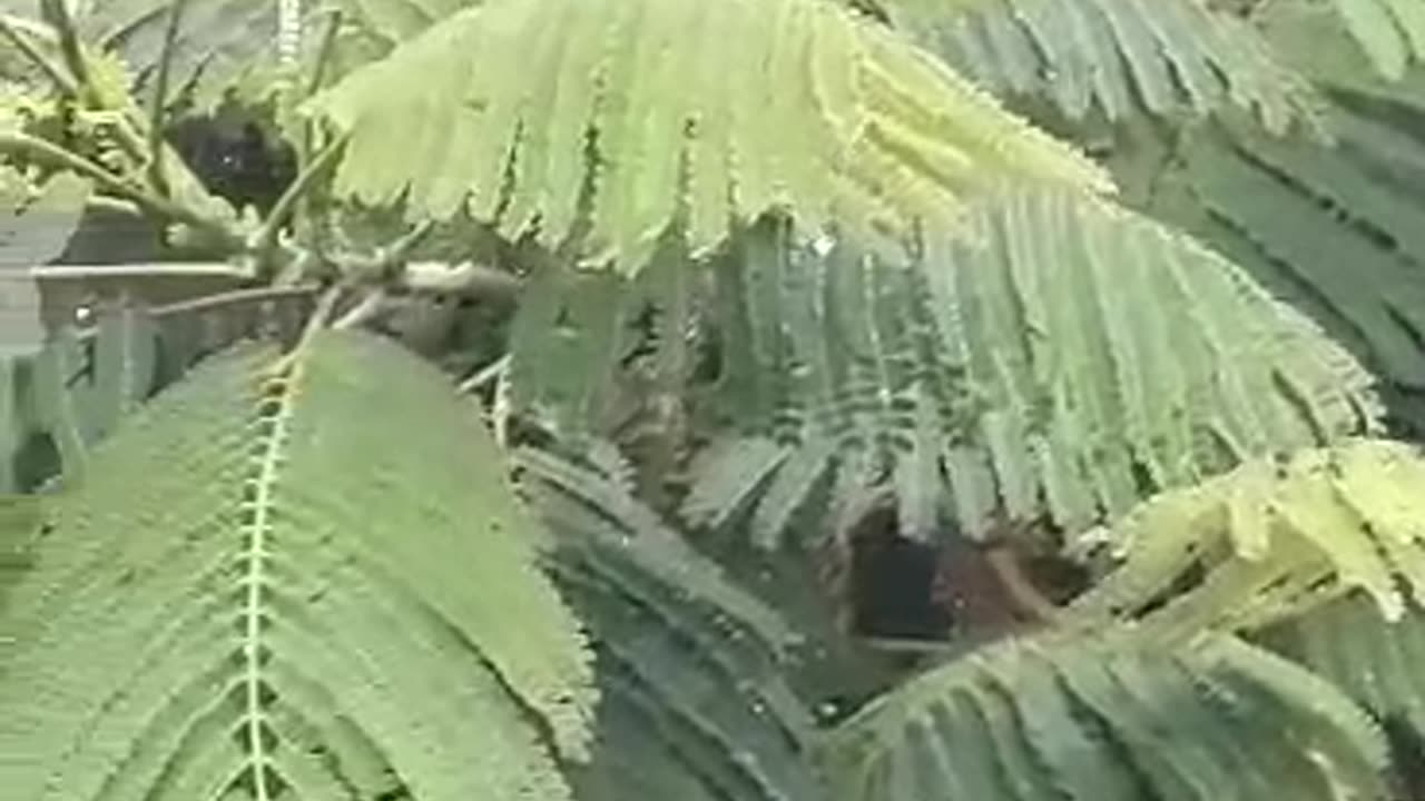 Natural