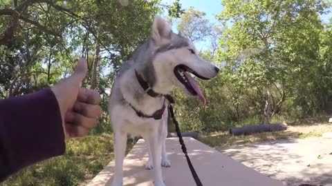 Teaching my dog to skate!