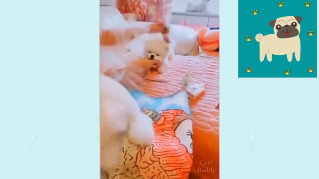 Funny and Cute Dogs Compilation!